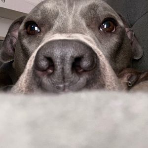 Meet your Posher, Dale antonio